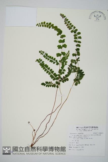 圓葉陵齒蕨藏品圖，第1張