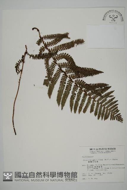 頂囊肋毛蕨藏品圖，第1張