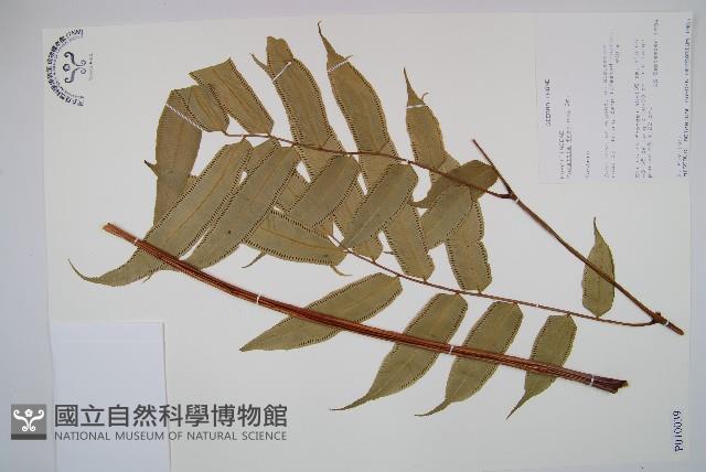 登錄號:P010039藏品圖，第1張