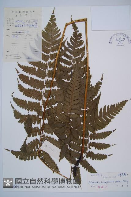 薄蓋短腸蕨藏品圖，第1張