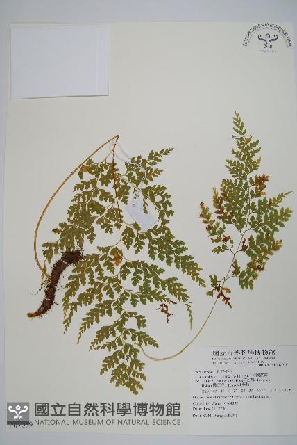 大膜蓋蕨藏品圖，第1張