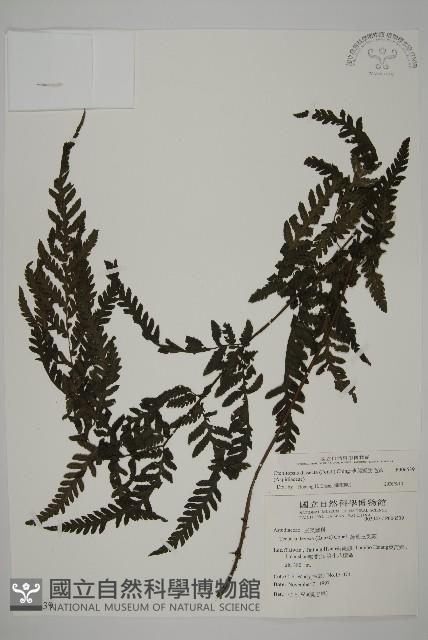 薄葉擬肋毛蕨藏品圖，第1張