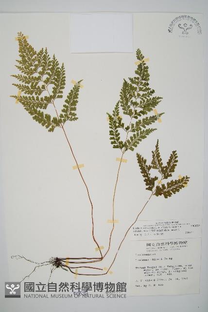 三角葉陵齒蕨藏品圖，第1張