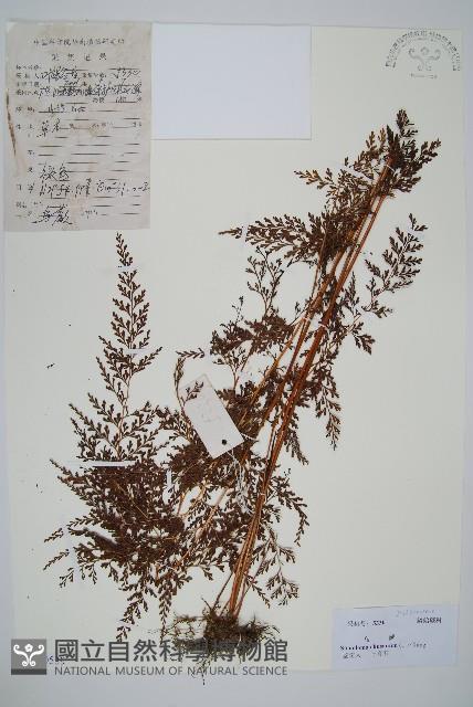 烏蕨藏品圖，第1張