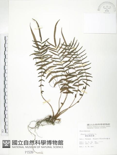 鱗蓋鳳尾蕨藏品圖，第1張