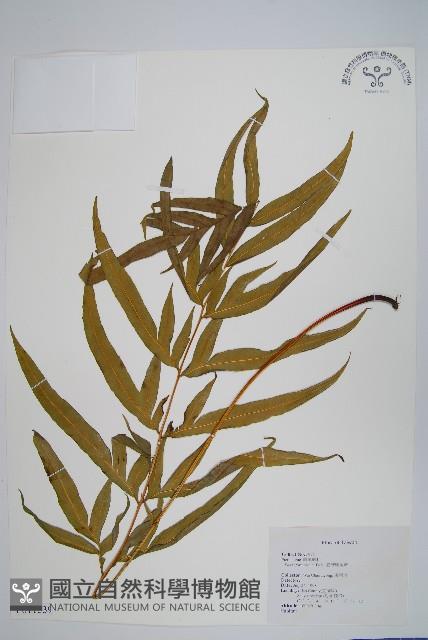 臺灣鳳尾蕨藏品圖，第1張