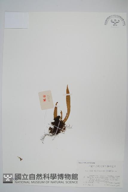 瓦葦藏品圖，第1張