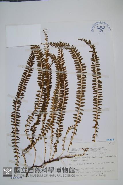攀緣鱗始蕨藏品圖，第1張