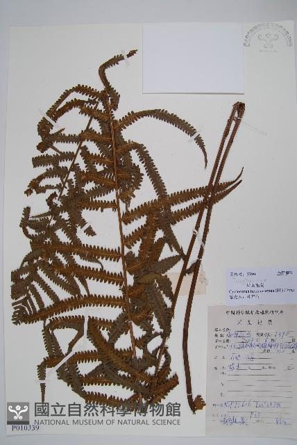 異子毛蕨藏品圖，第1張