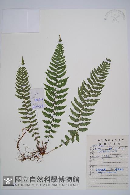 麥稈蹄蓋蕨藏品圖，第1張