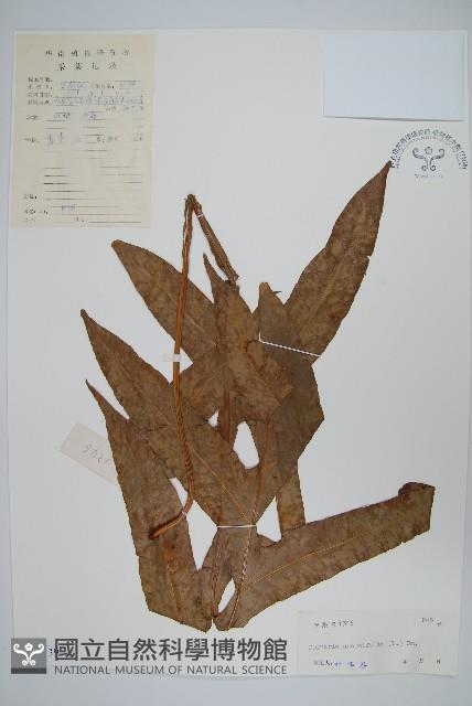 團葉槲蕨藏品圖，第1張