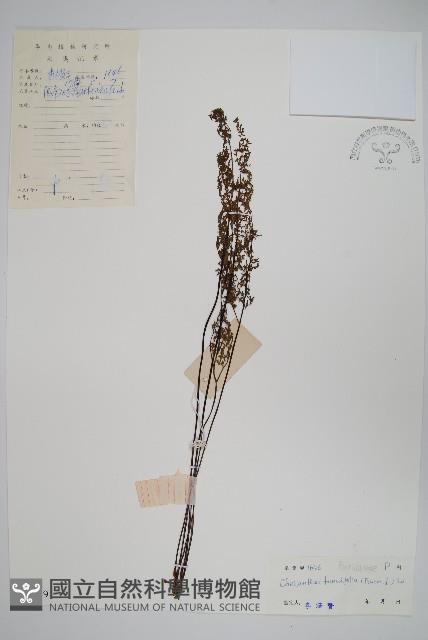 薄葉碎米蕨藏品圖，第1張