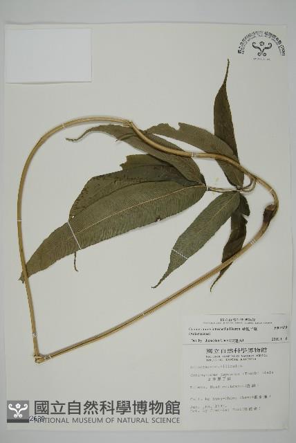 華鳳丫蕨藏品圖，第1張