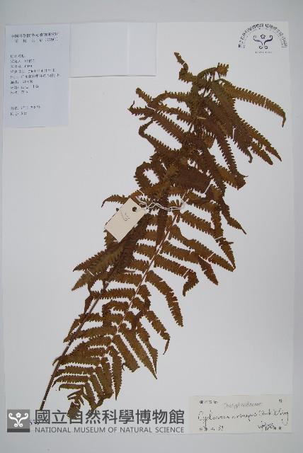 鱗柄毛蕨藏品圖，第1張