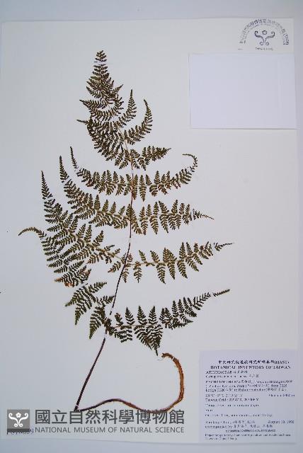 毛冷蕨藏品圖，第1張