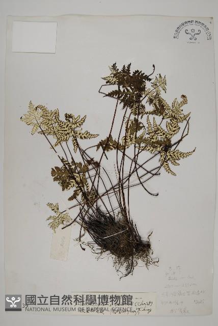 硫黃粉背蕨藏品圖，第1張