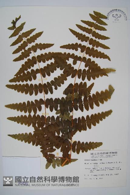 栗蕨藏品圖，第1張