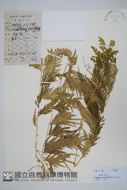 全緣卷柏藏品圖，第1張