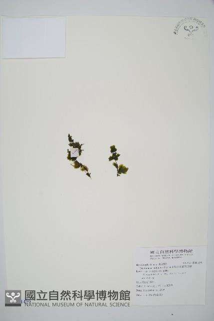 盾形單葉假脈蕨藏品圖，第1張