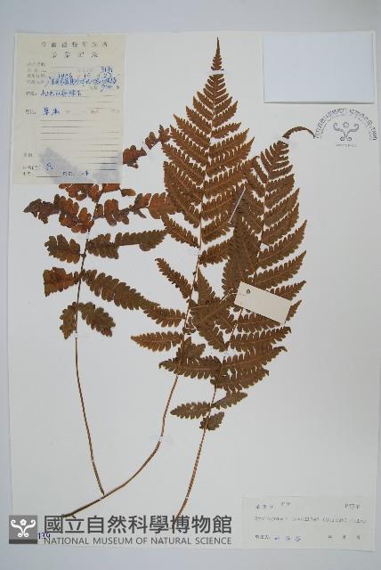 狹基鉤毛蕨藏品圖，第1張