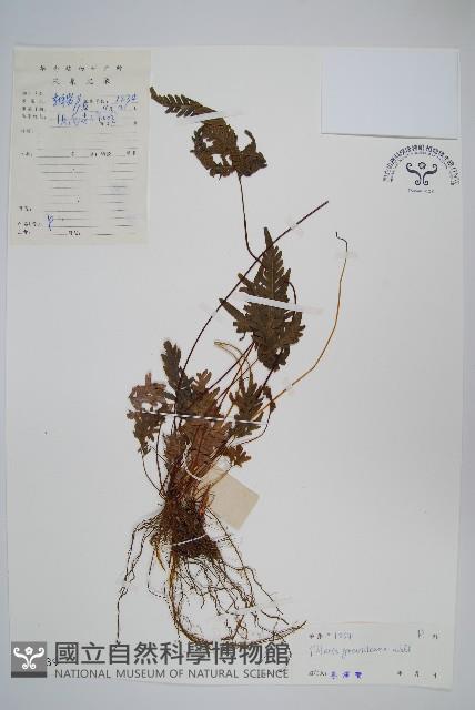 翅柄鳳尾蕨藏品圖，第1張