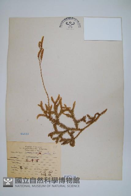 石松藏品圖，第1張