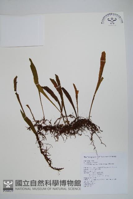 柳葉劍蕨藏品圖，第1張