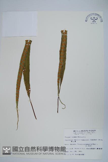 粵瓦葦藏品圖，第1張