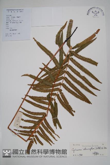 鐵毛蕨、毛蕨藏品圖，第1張