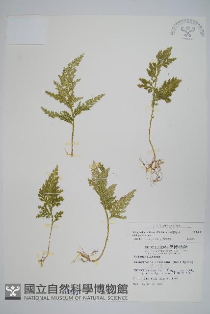 異葉卷柏藏品圖，第1張
