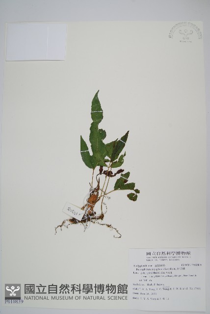 新月蕨藏品圖，第1張