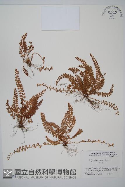 登錄號:P005839藏品圖，第1張