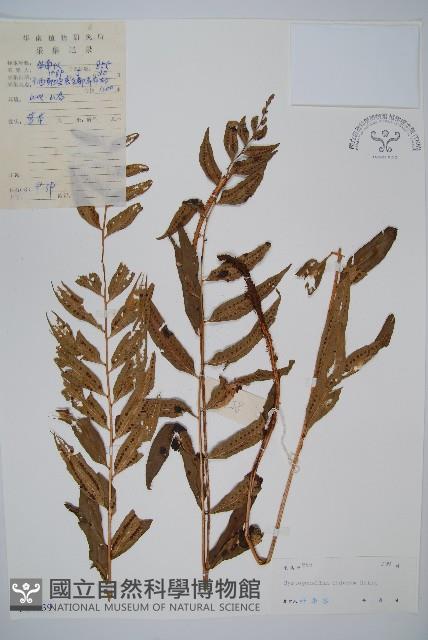 离脈柳葉蕨藏品圖，第1張