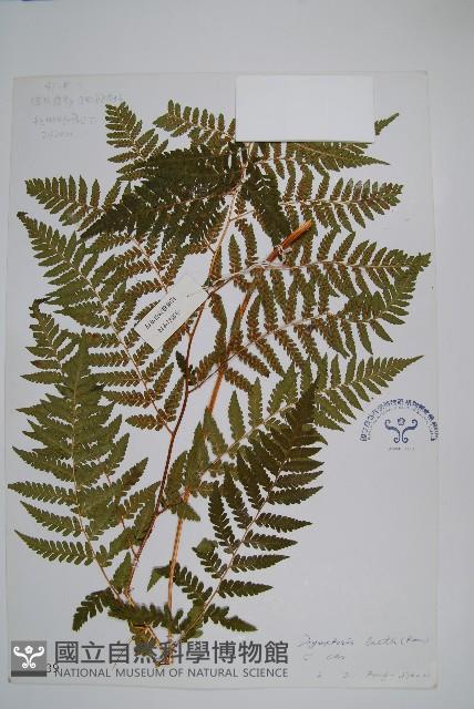 華北鱗毛蕨藏品圖，第1張