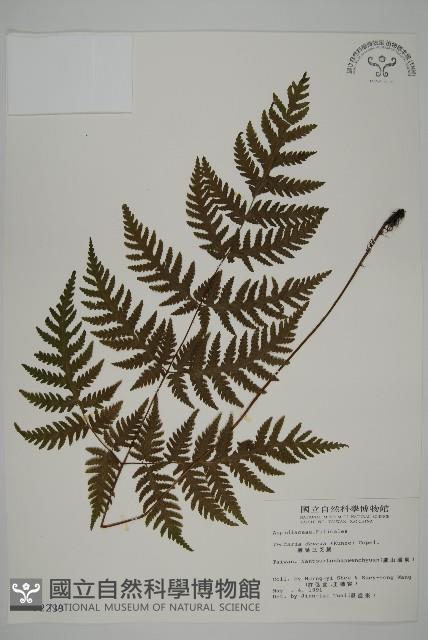 薄葉三叉蕨藏品圖，第1張