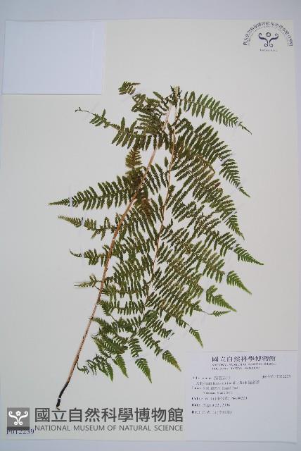 蹄蓋蕨藏品圖，第1張