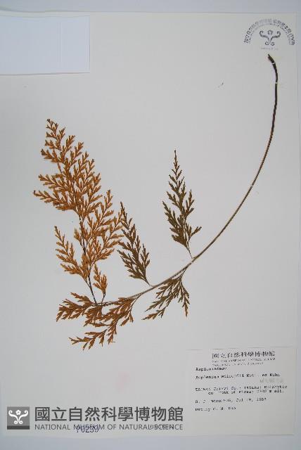 威氏鐵角蕨藏品圖，第1張