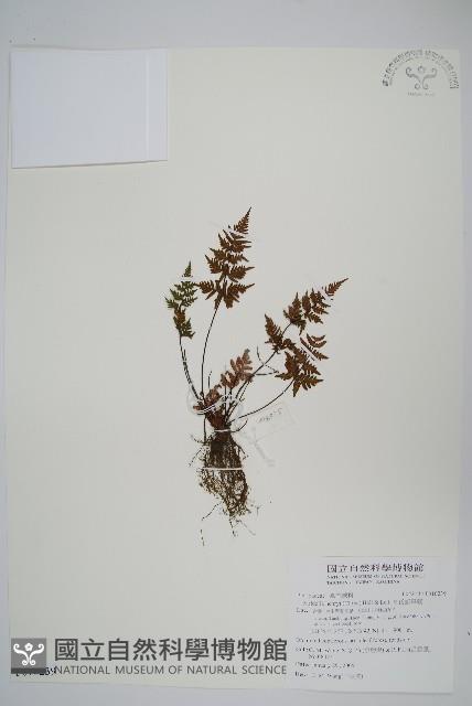 亨氏擬旱蕨藏品圖，第1張