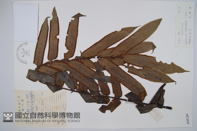 福建蓮座蕨藏品圖，第1張