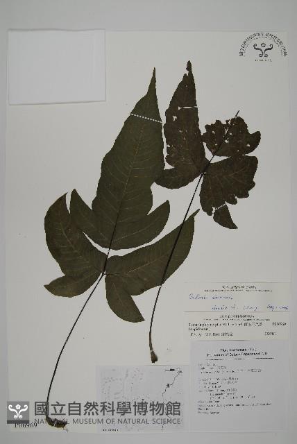 紫柄三叉蕨藏品圖，第1張