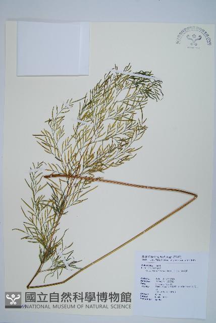 金粉蕨藏品圖，第1張