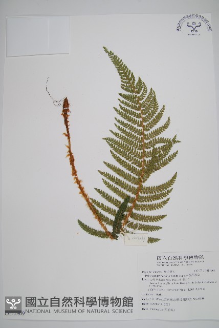 尖葉耳蕨藏品圖，第1張