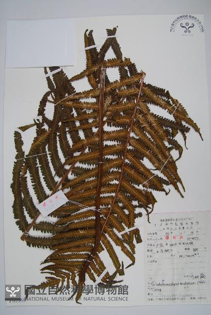 方桿蕨藏品圖，第1張