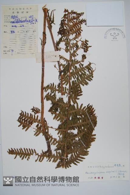 假毛蕨藏品圖，第1張