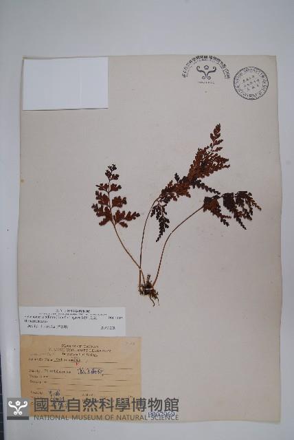 闊片烏蕨藏品圖，第1張