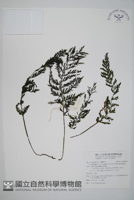 華東瓶蕨藏品圖，第1張