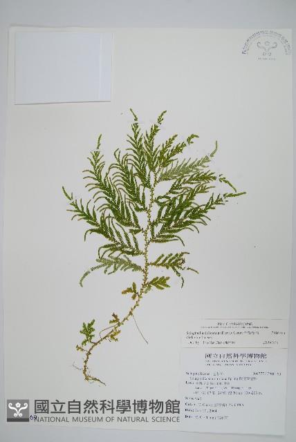 全緣卷柏藏品圖，第1張