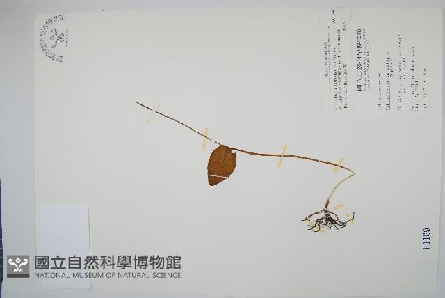 高山瓶爾小草、鈍頭瓶爾小草藏品圖，第1張