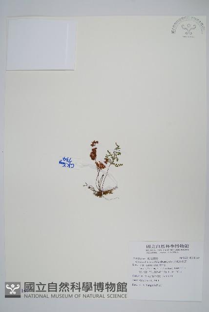 薄葉碎米蕨藏品圖，第1張