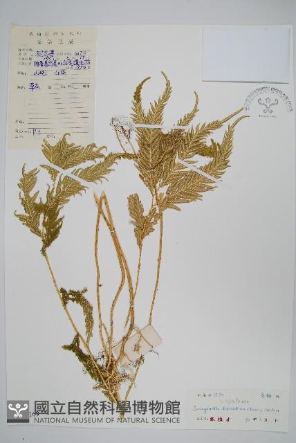 全緣卷柏藏品圖，第1張